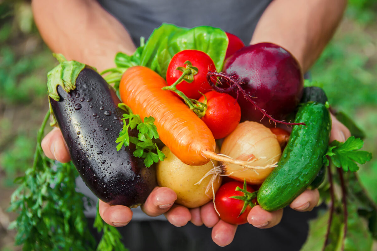 homemade vegetables in the hands of men. harvest. selective focus. summer.